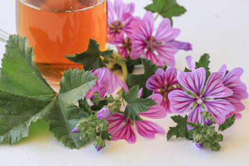 mallow herb and mallow flower tea in cup.