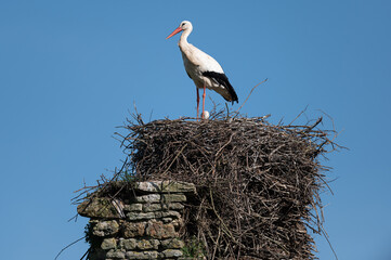 Ciconia ciconia - White stork - Cigogne blanche
