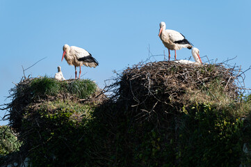 Ciconia ciconia - White stork - Cigogne blanche