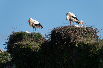 Ciconia ciconia - White stork - Cigogne blanche