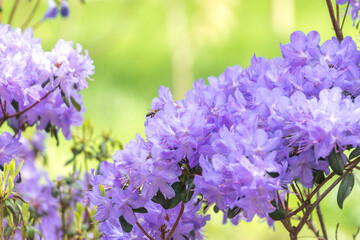 Beautiful purple azalea flowers being pollinated by bee