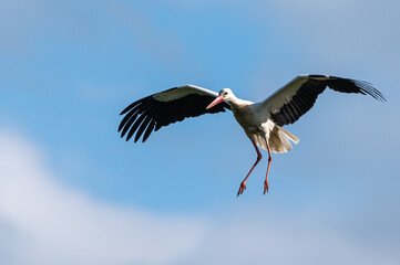 Ciconia ciconia - White stork - Cigogne blanche