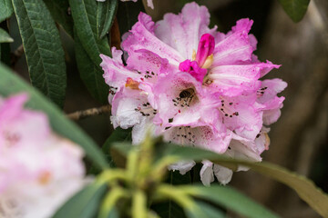 Bee crawling into flower to pollinate