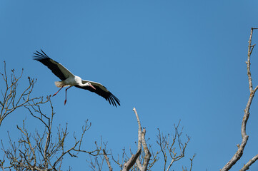 Ciconia ciconia - White stork - Cigogne blanche