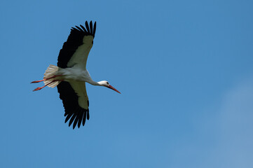 Ciconia ciconia - White stork - Cigogne blanche