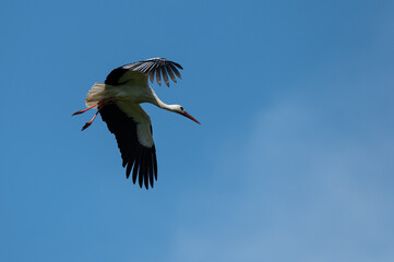 Ciconia ciconia - White stork - Cigogne blanche