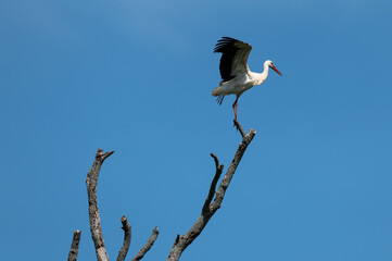 Ciconia ciconia - White stork - Cigogne blanche