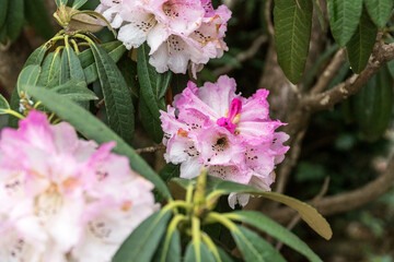 Bee sitting into flower of rhododendron