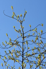 Kwitnące pędy klonu wiosną © drlmk