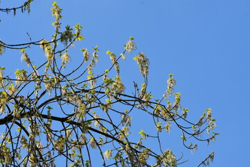 kwiaty klonu wiosną