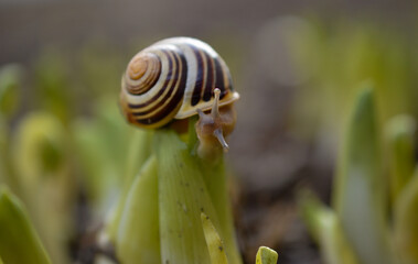 Escargot sur une nouvelle pouce au printemps