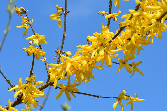 kwiaty forsycji