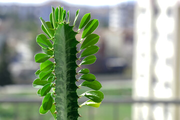 Euphorbia trigona (also known as African milk tree, cathedral cactus, Abyssinian euphorbia, and high chaparall)The top and one background of the single stem of the spurge trigona are blurred.