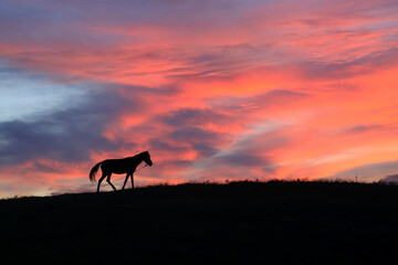 Silhoutte of a Sandalwood horse at sunset walking in the grassland.