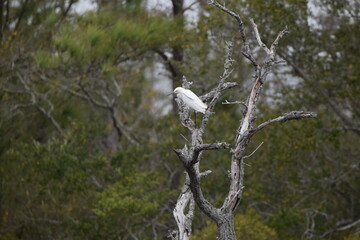Snowy Egret