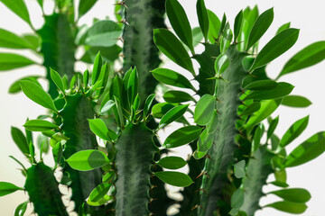 Euphorbia trigona (also known as African milk tree, cathedral cactus, Abyssinian euphorbia and high chaparall)Closeup image of euphorbia ingens cactus trees. - obrazy, fototapety, plakaty