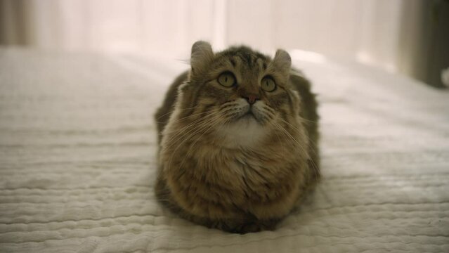 A young highland lynx cat sitting on a bed and looking around. A young highland lynx kitten with a short tail and short ears
