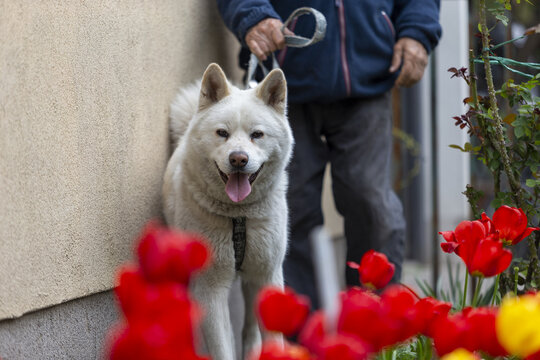 Hund an der Leine geht in den Garten hineien