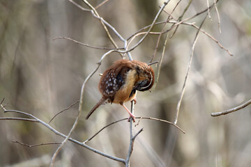 Carolina Wren