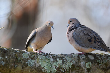 Mourning Doves