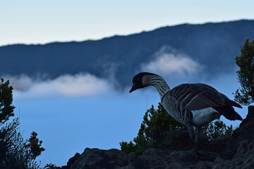 Nene Bird Haleakalā National Park