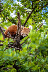 red panda lying on a tree branch