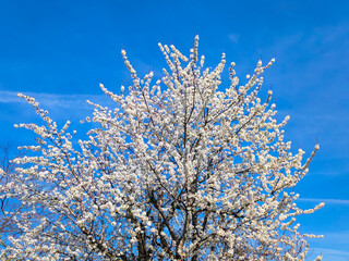 Cherry tree (Prunus avium) with white flowers and blue sky as background