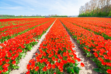 Rows of red tulip flowers in the famous Bollenstreek ("Bulb Area") in the western part of Holland