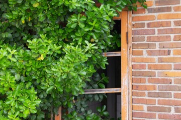 폐허가 된 집의 창문에 나뭇잎