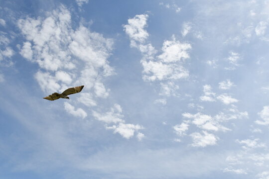 Hawk Soring in a Sunny Cloudy Sky