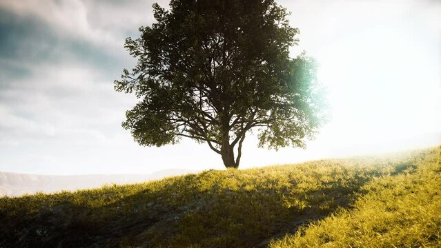 Green tree on a hill on a sunny day in summer