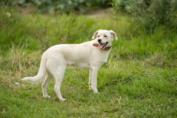 Mongrel dog standing in a summer field on a meadow.