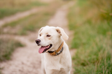 Mongrel dog standing in a summer field on a meadow.