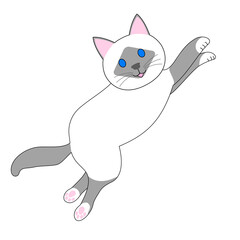 jumping birman cat with white background