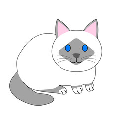 Sitting birman cat with white background