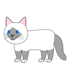 A standing birman cat with white background