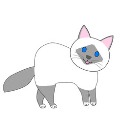 A standing birman cat with white background