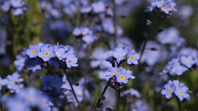 Forget-me-not flower macro with bright green leaves in the rays of the sun. Blue flowers on a green background. Blooming flowers nature background. Closeup of Myosotis sylvatica, little blue flowers