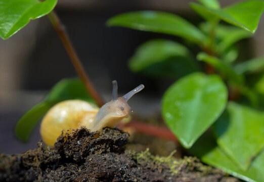 Escargot