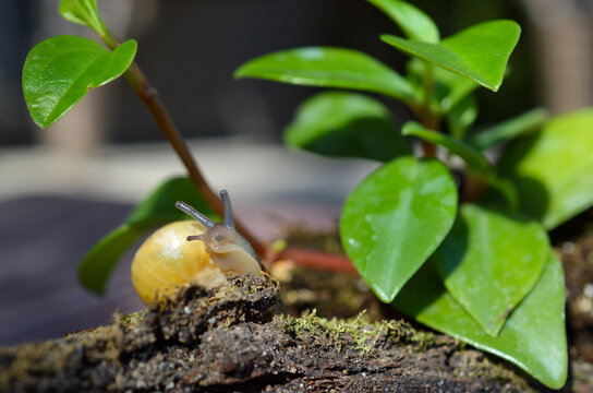 Escargot