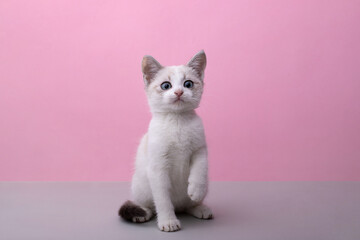 Kitten sits on a pink background