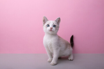 Kitten sits on a pink background