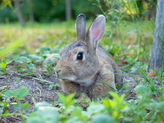 close-up of a beautiful cute rabbit lying on the green grass in summer. Blurred background, side view, pet