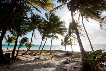 メキシコ・ユカタン半島のトゥルムビーチのカリブ海と椰子の木