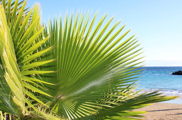The palm tree leaves on a beach background, sunny day in Costa Adeje, Tenerife, Canary Islands, Spain