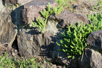 Young shoots of white stonecrop , growing in flower bed. Sedum album. Ground cover plants. Selective focus.