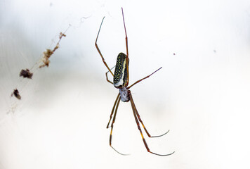 Wild web spider in close-up macrophoto and selective focus