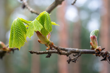 horse chestnut in the spring
