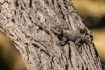 Lizard lies on a tree trunk. The brown animal camouflages herself on the brown tree.
