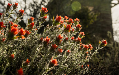Paintbrush Blooms Grow At The Base of Chalone Fire Tower In Pinnacles